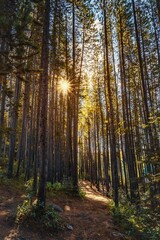 Sunshine Glow Through Trees