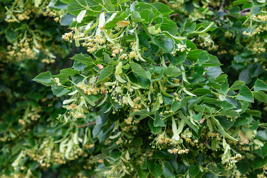 Tilia cordata linden tree branches in bloom, summertime flowering small leaved lime, green leaves in summer daylight