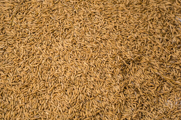Advanced texture design of paddy. Rice is the seed of the grass species Oryza sativa or less...