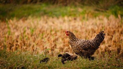 A mother hen with her chicks looking for food in the farm field. This is the village chicken of Bangladesh.