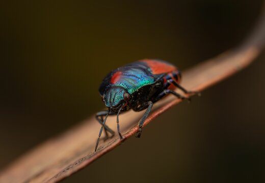 Closeup Shot Of A Red Jewel Bug (Choerocoris Paganus)