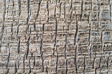 Tree bark texture, close-up of tree bark, nature