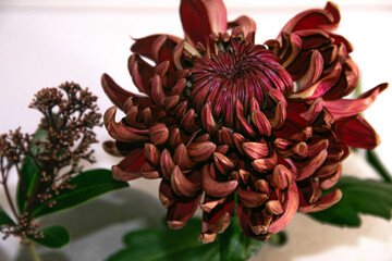 Burgundy chrysanthemum flowers close up.