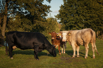 Krowa na pastwisku  jesienią  - obrazy, fototapety, plakaty