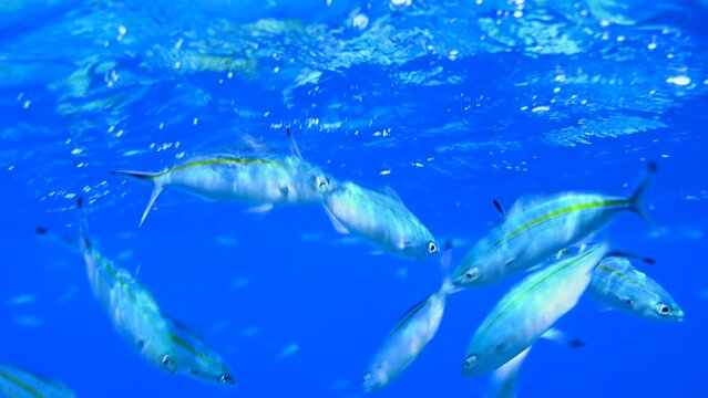 School of blue fishes in Red Sea Egypt