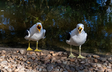 Kelp Gull (Larus dominicanus)