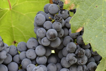 Closeup red wine grapes with blurred vineyard background in summer hot time