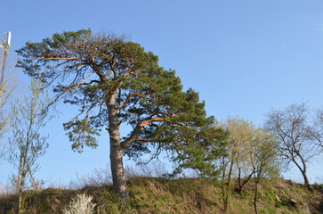 Cedar pine on a hillock in the village of Ukraine.