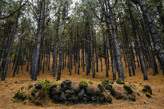 bosque de pino canario arbolada en tenerife