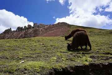 Llamas in Andes, Peru