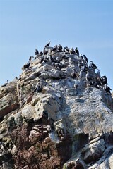 Islas Balestas, Peru