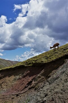 Llama in Andes, Peru