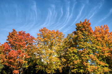 Wispy cirrus clouds in a sunny blue sky above three large deciduous trees with colourful autumn leaves, nobody