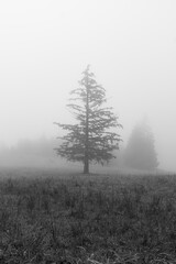 Baum im Nebel in Schwarzweiß