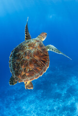 Green sea turtle in blue © Tropicalens
