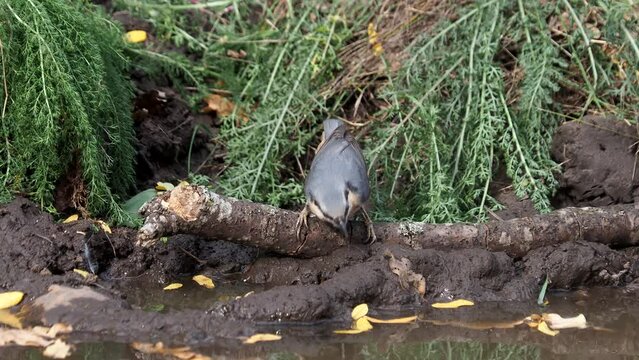 The Eurasian wood nuthatch bird drinking water, Sitta europaea