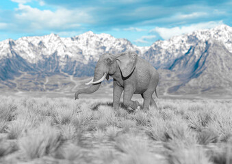african elephant is walking fast in plains and mountains