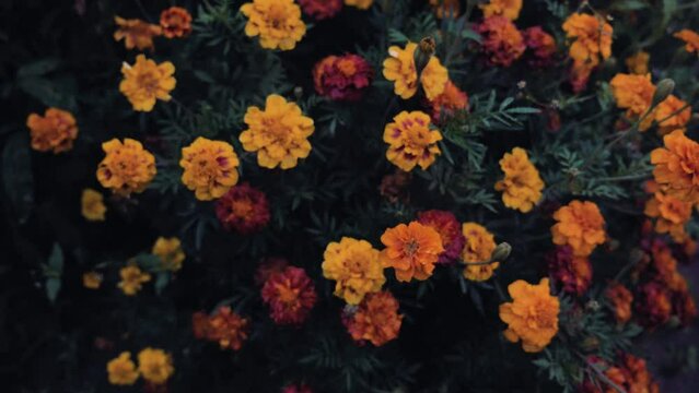 Lovely marigold flowers. Beautiful orange and burgundy flowers. Amazing autumn background wallpaper. A Picture of balance. 