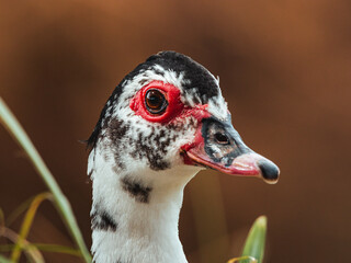 Beautiful portrait of a wild muscovy duck from puerto rico near a river