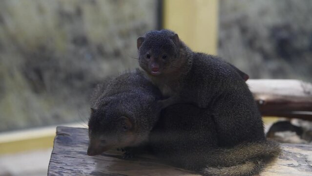 Group of Common dwarf mongoose (Helogale parvula) rests on wooden log in zoo. Selective focus. Real time video. Animal families theme.