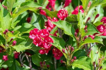 Red Prince Weigela Shrub in June © Barbara