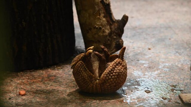 Brazilian three-banded armadillo (Tolypeutes tricinctus) rolling on his back on the floor trying to stand up on paws. Selective focus. Real time video. Theme of the complexities of life.