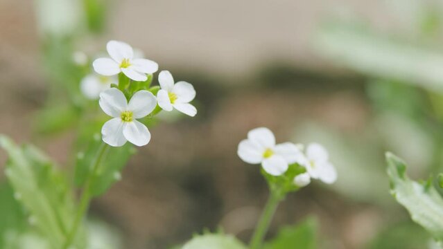 Field flowers lobularia maritima, white flowers. Species of low-growing flowering plant in the family brassicaceae. Slow motion.