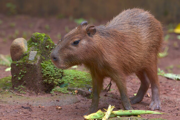 Capybara (Hydrochoerus hydrochaeris) is in their cage