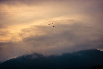 Flock of birds flying in orange sunset sky among clouds with mountain in clouds on background