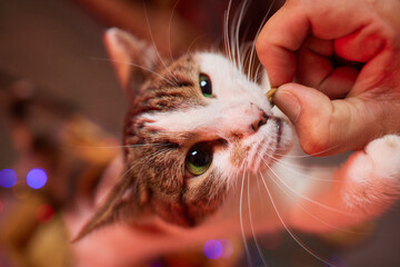 Pet owner feeding cat with dry food granules from hand palm. Man woman giving treat to cat....