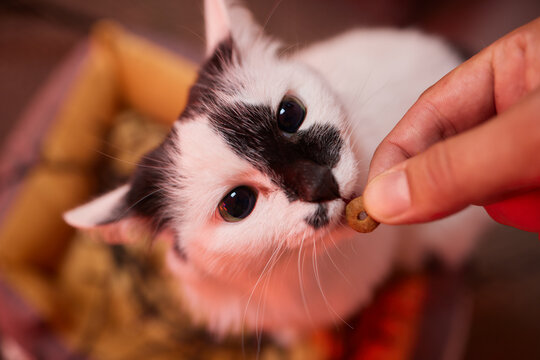 Pet Owner Feeding Cat With Dry Food Granules From Hand Palm. Man Woman Giving Treat To Cat. Beautiful Domestic Striped Tabby Feline Kitten.