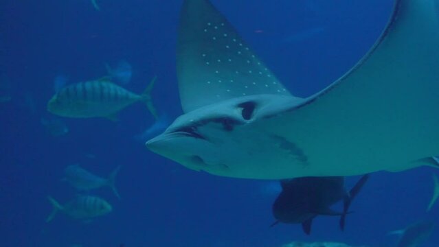 Slowmotion of underwater view of hovering giant oceanic manta ray flying over the sea floor. Mobula birostris floating on water among other fish. Watching undersea fishes and marine animals
