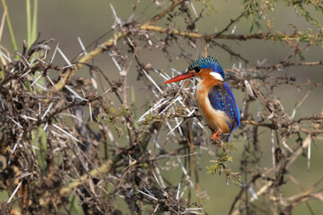 Ein Malachiteisvogel sitzt in einem Dornenbusch in der Ufervegetation in der Seitenansicht