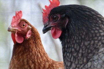 Beautiful hens and cocks in gardens