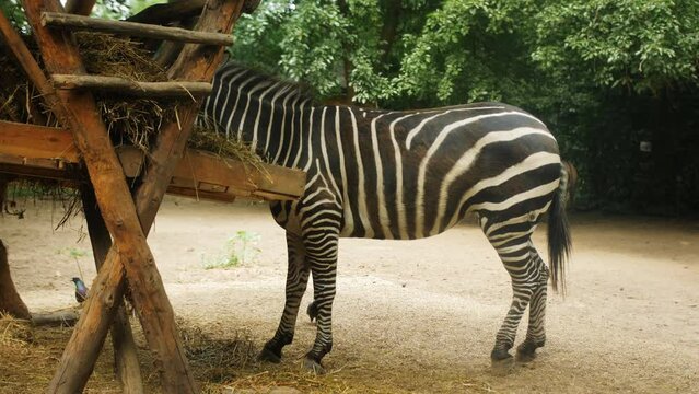A large zebra eats hay from a wooden structure in the yard of a farm or zoo.