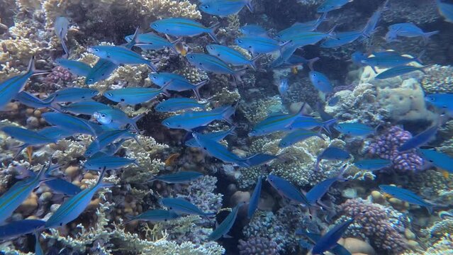 School of blue fishes in Red Sea Egypt
