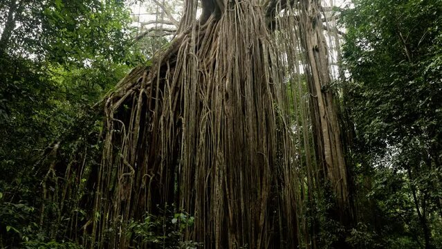 a tilt down shot of the aerial roots of a large curtain fig tree at curtain fig tree national park in tropical north queensland, australia
