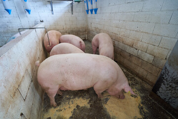 Young pigs in a cramped farm eating feed