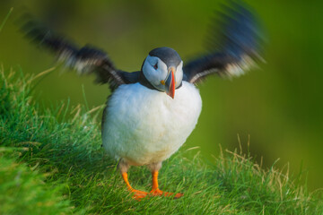 The Atlantic puffin (Fratercula arctica), also known as the common puffin, is a species of seabird in the auk family.