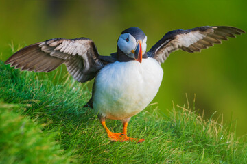 The Atlantic puffin (Fratercula arctica), also known as the common puffin, is a species of seabird in the auk family.