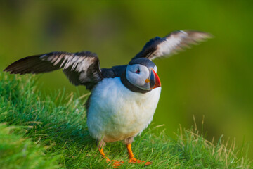 The Atlantic puffin (Fratercula arctica), also known as the common puffin, is a species of seabird in the auk family.