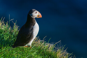 The Atlantic puffin (Fratercula arctica), also known as the common puffin, is a species of seabird in the auk family.