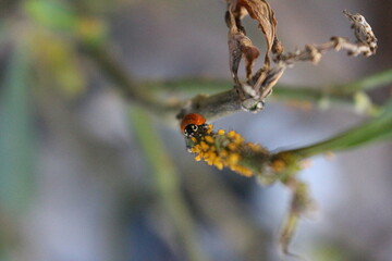 ladybird on a leaf