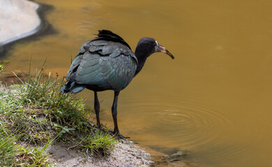 Photograph of a Bare-faced ibis, found in Canoas, Rio Grande do Sul, Brazil.	