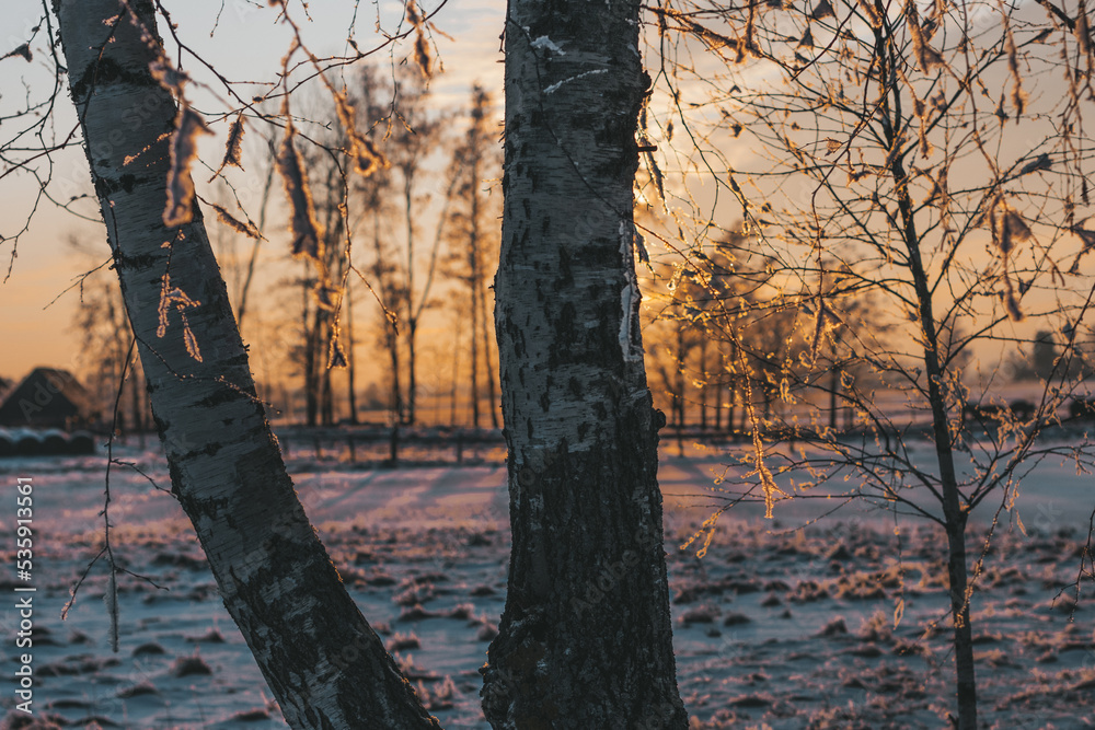 Wall mural sunset in the forest