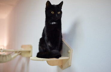 Cat scratching post wall mounted in modern room for pet on white wall, stylish decoration for cat...