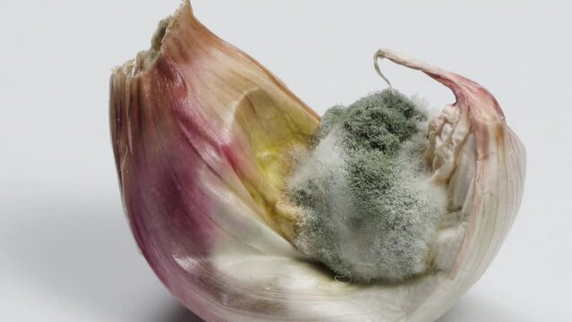 Closeup of garlic clove with fungus.