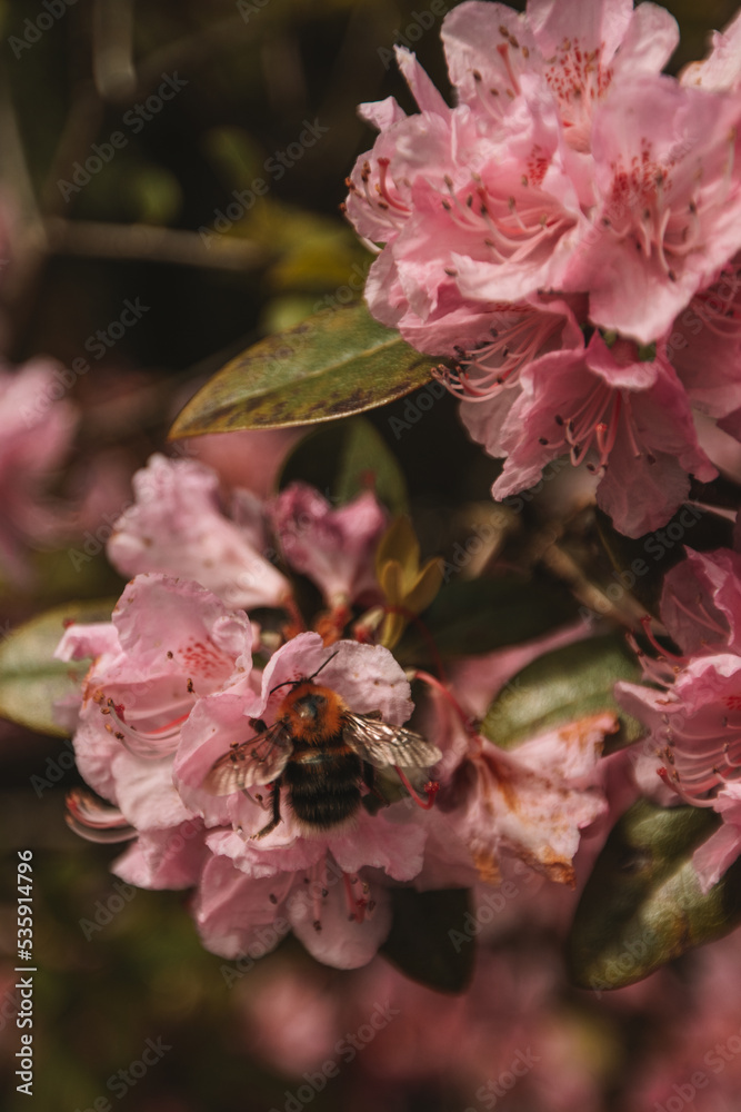 Wall mural bee on pink flower