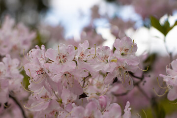 pink cherry blossom
