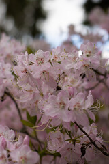 pink cherry blossom